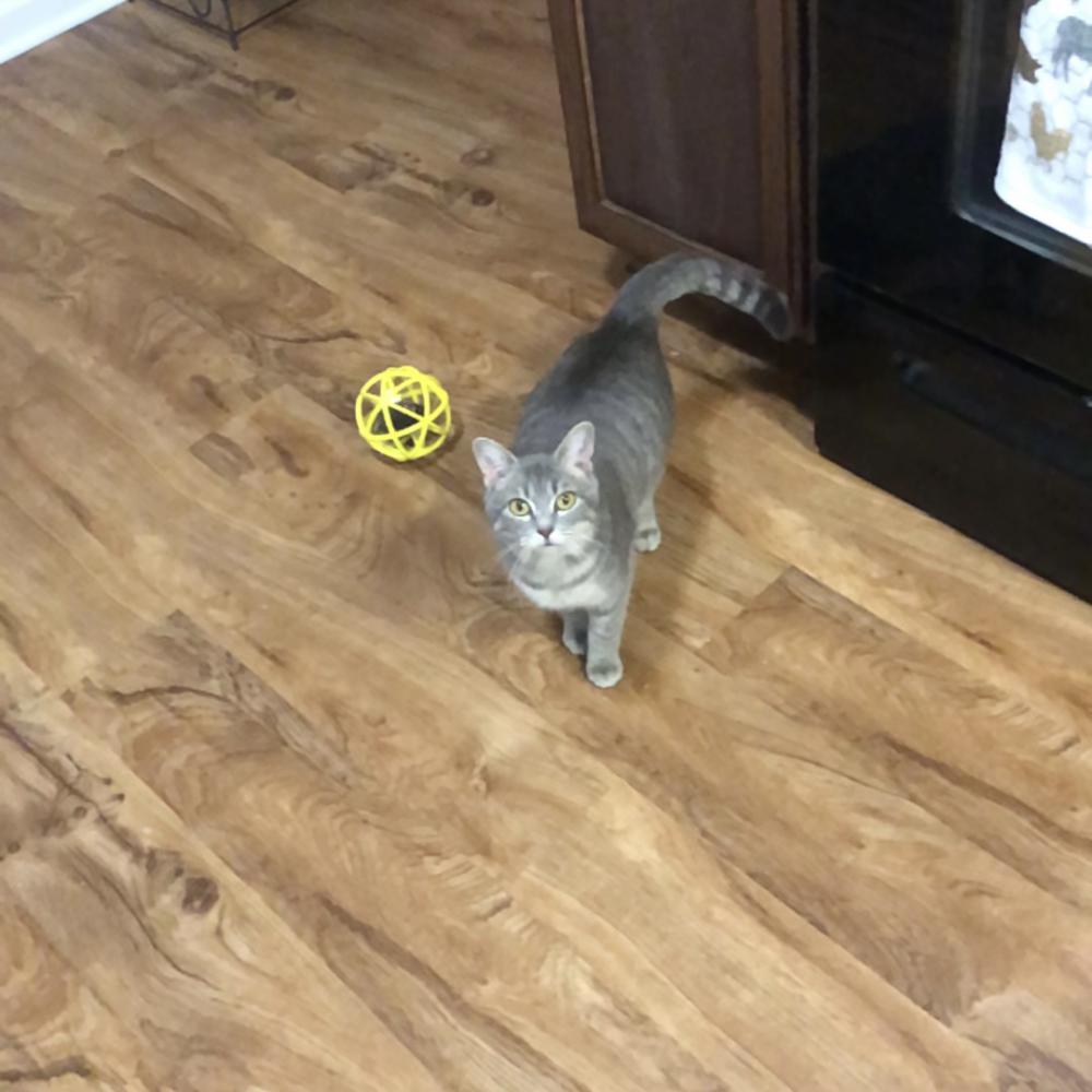 Image of Bubbles, Lost Cat