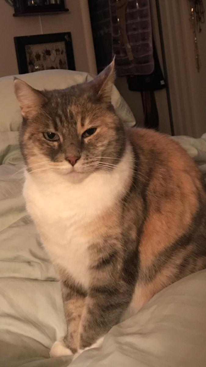 Image of Princess, “Kitty”, Lost Cat