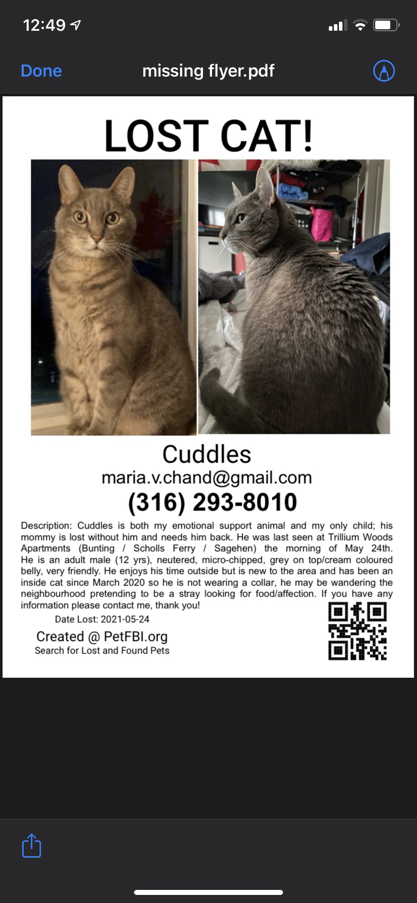 Image of Cuddles, Lost Cat