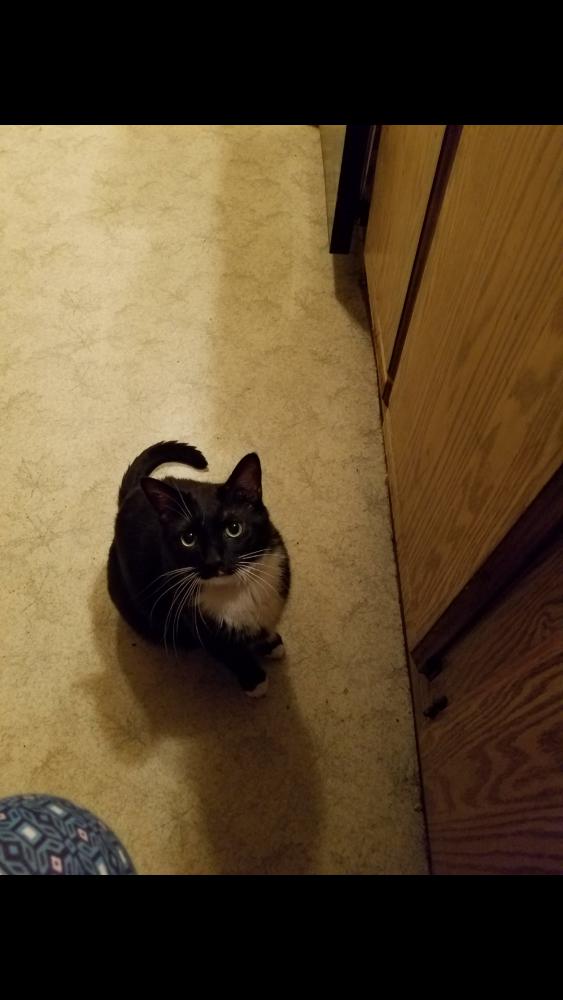 Image of Mr. Pickles, Lost Cat