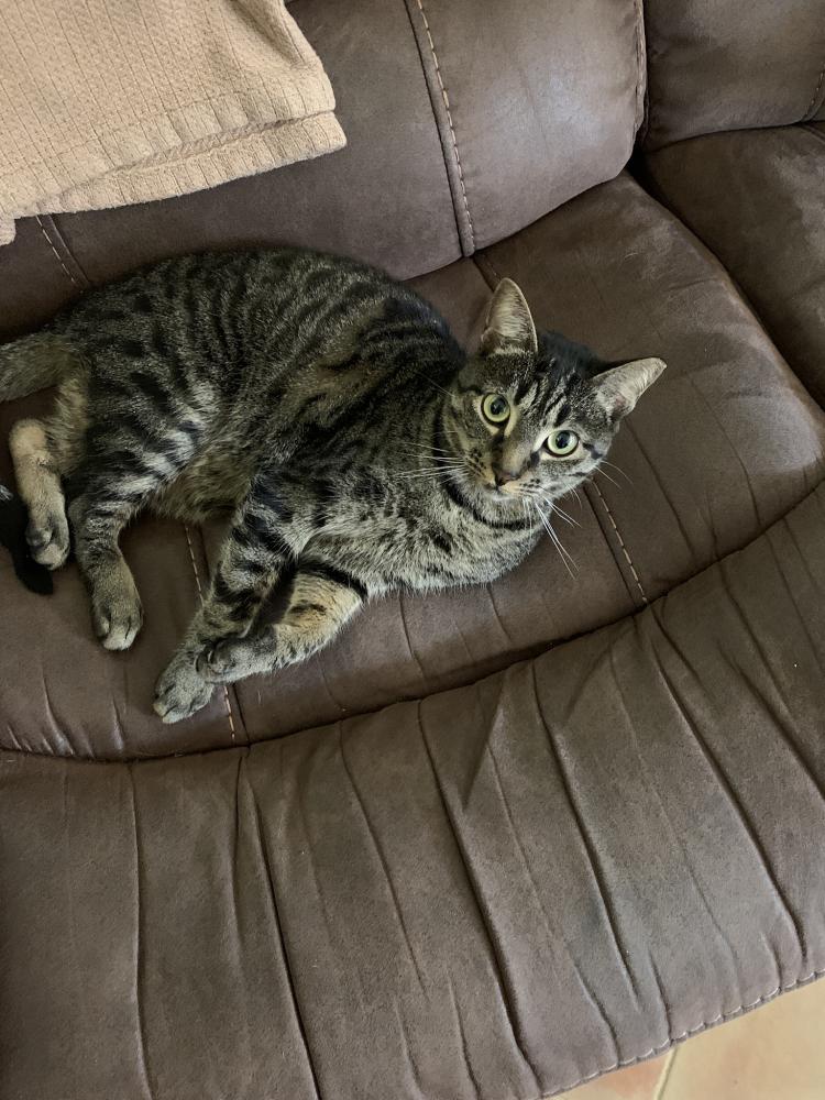 Image of Shalom, Lost Cat