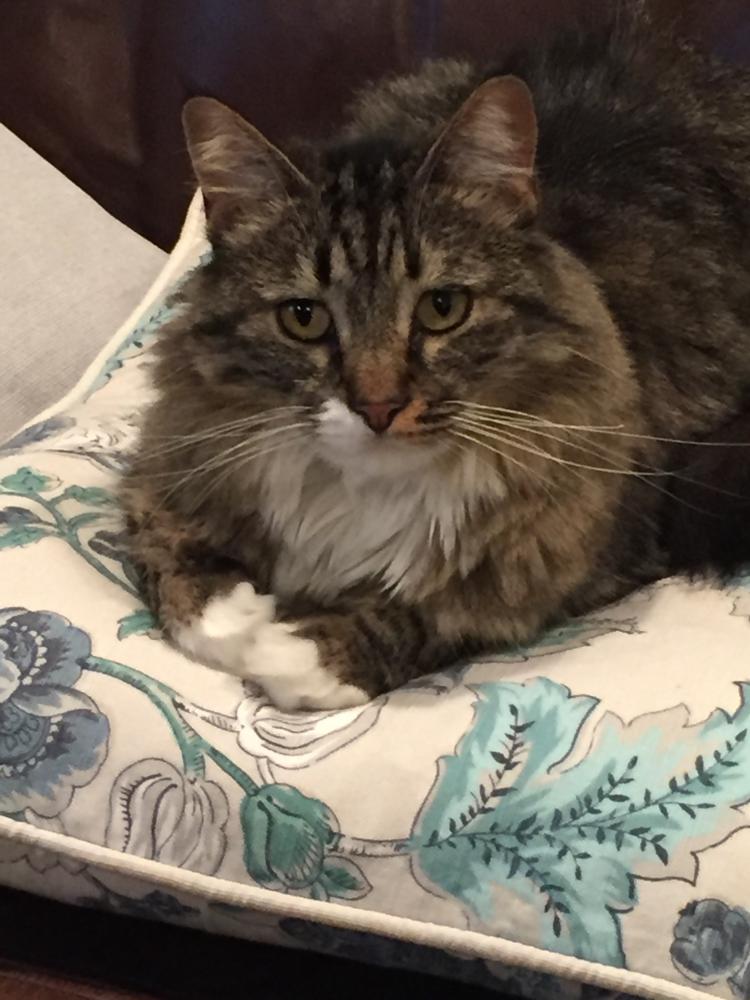 Image of Jelly, Lost Cat