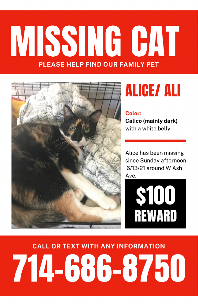 Image of Alice (Ali), Lost Cat
