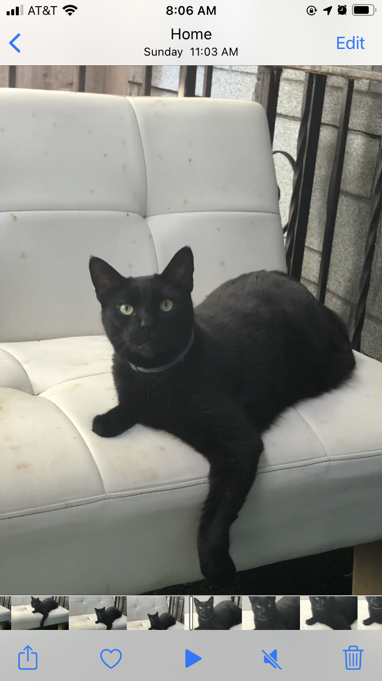 Image of Ichabod, Lost Cat