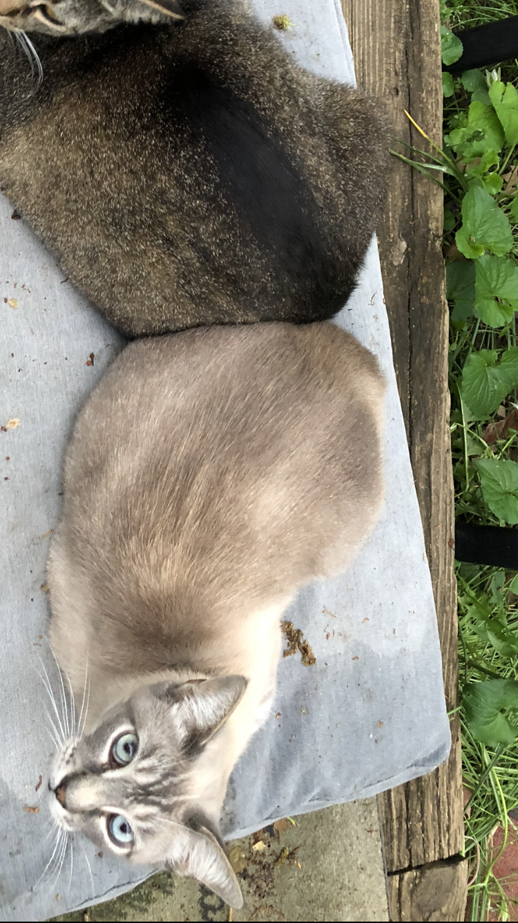 Image of MoseleySiamese, Lost Cat