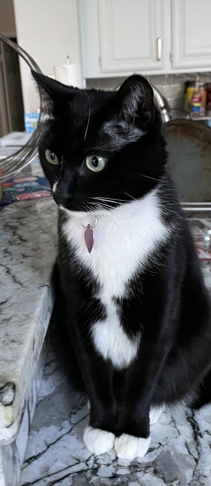 Image of maggie, Lost Cat