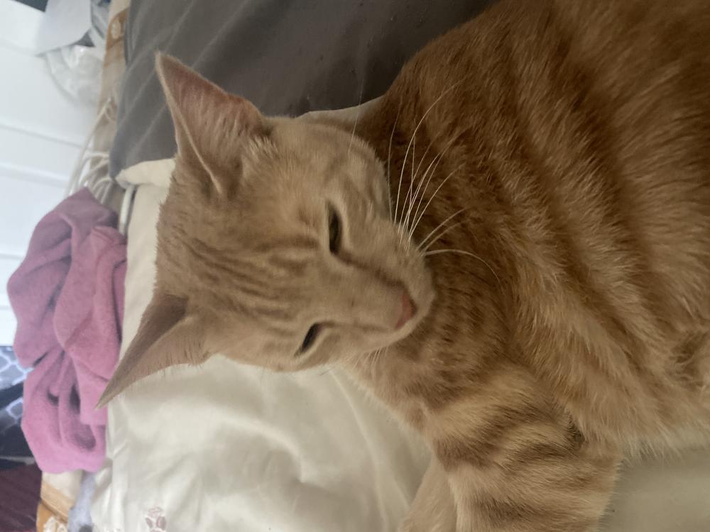 Image of Biscuit, Lost Cat