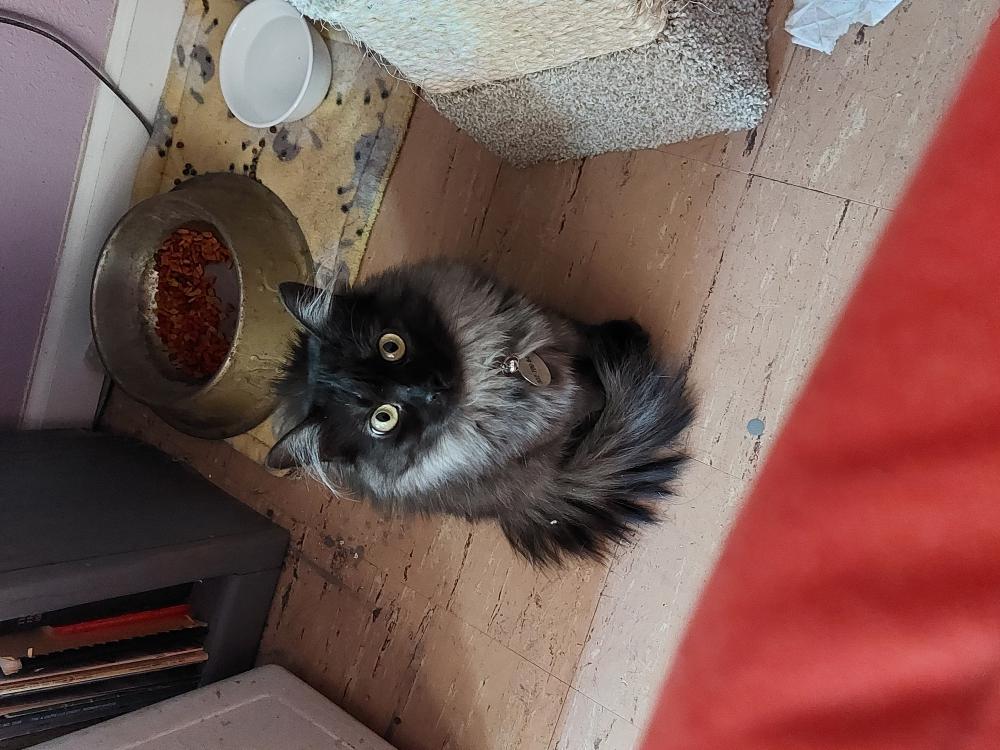 Image of Owlet, Lost Cat