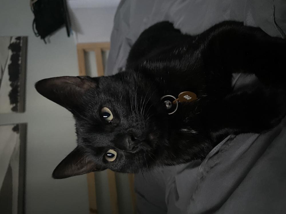 Image of Oso, Lost Cat