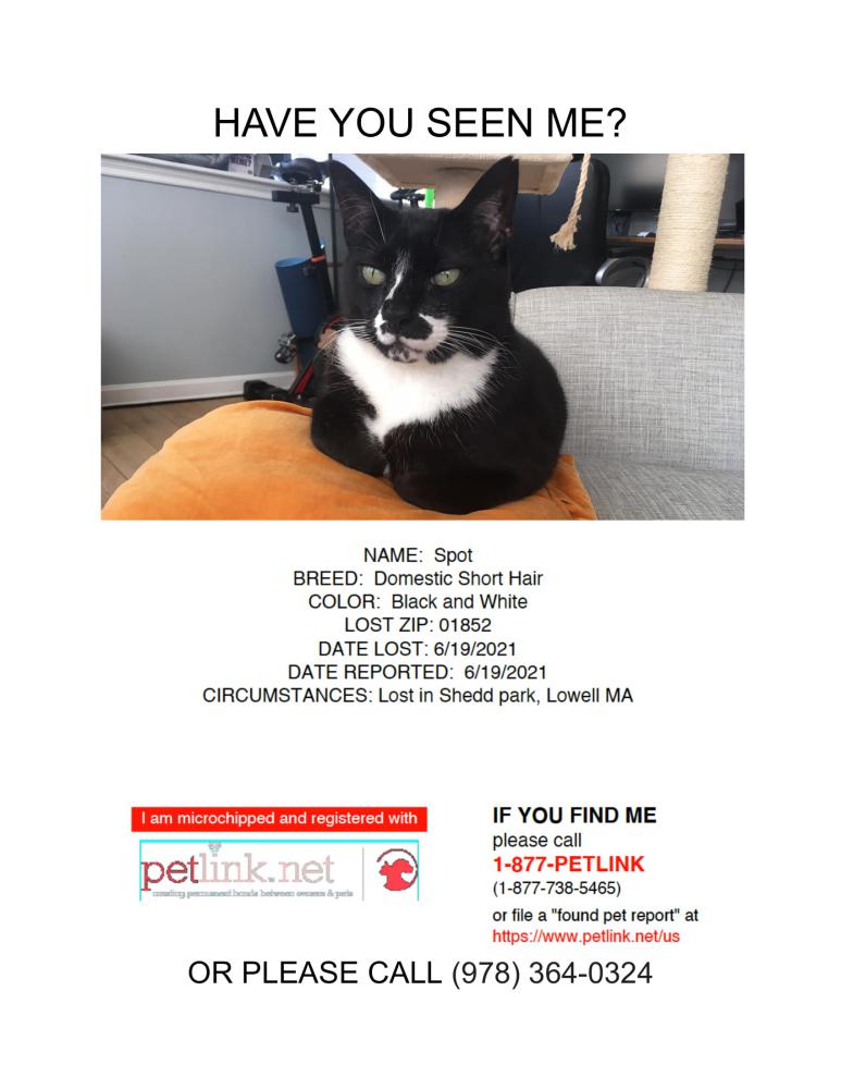 Image of Spot, Lost Cat