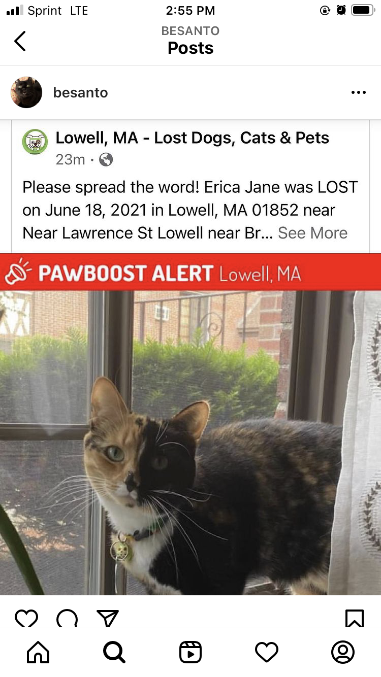 Image of Erica Jane, Lost Cat