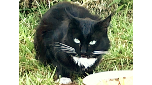 Image of Tomo, Lost Cat