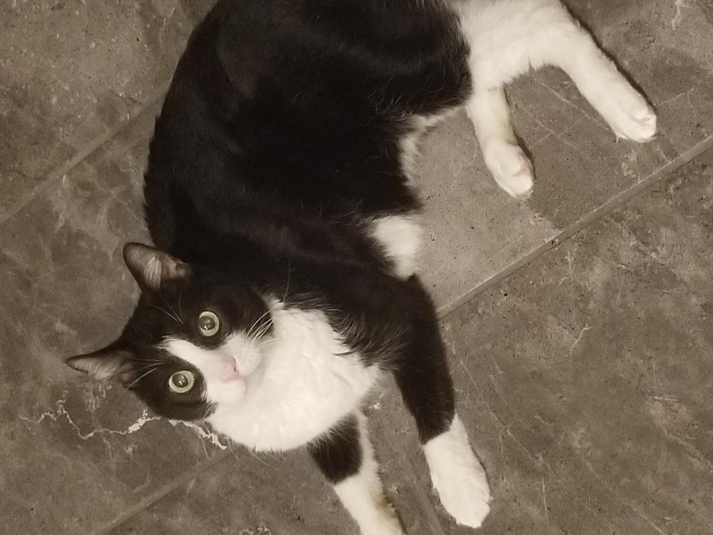 Image of Apollo, Lost Cat