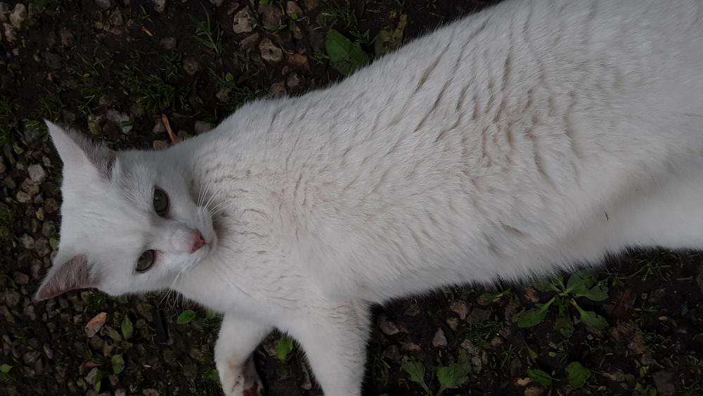 Image of Casper (catburger), Lost Cat