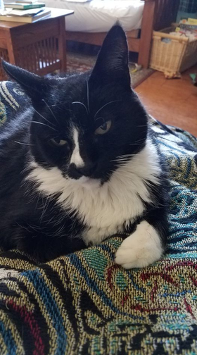 Image of Tristy, Lost Cat