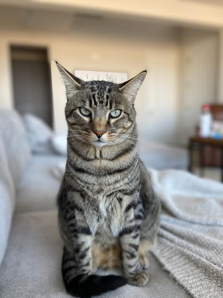 Image of Finn, Lost Cat