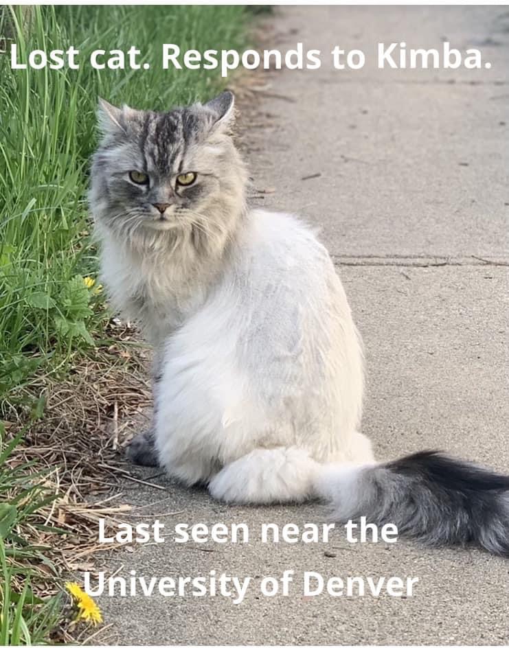 Image of Kimba (Evie), Lost Cat