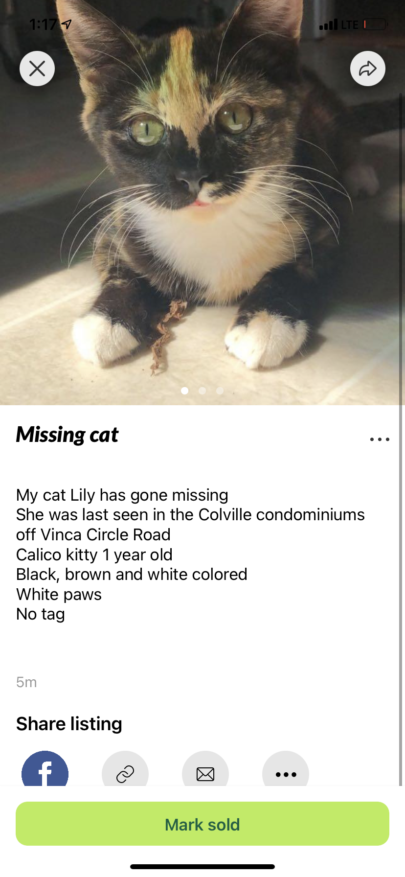 Image of Tiger Lily, Lost Cat