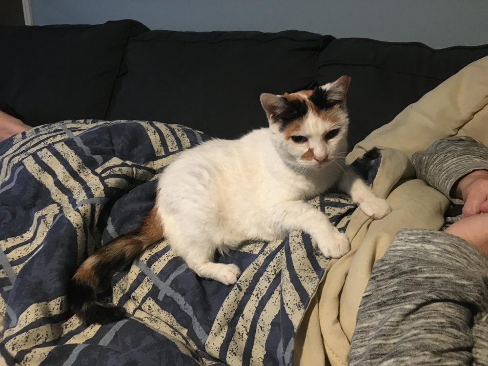 Image of Olga or Ozie, Lost Cat