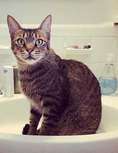 Image of Tabby, Lost Cat