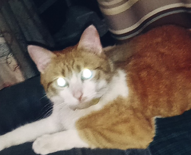 Image of Clyde barrow Renfro, Lost Cat
