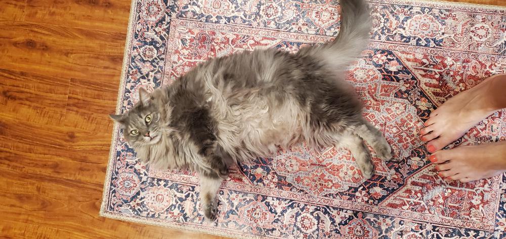 Image of Dorian Grey, Lost Cat
