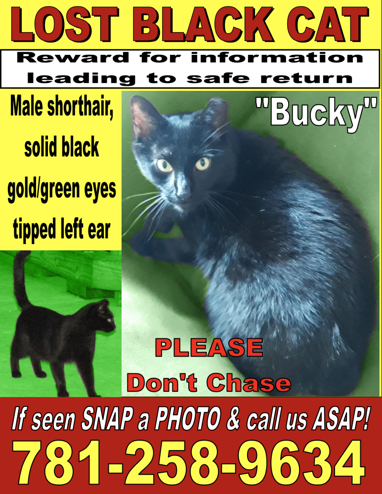 Image of Bucky, Lost Cat