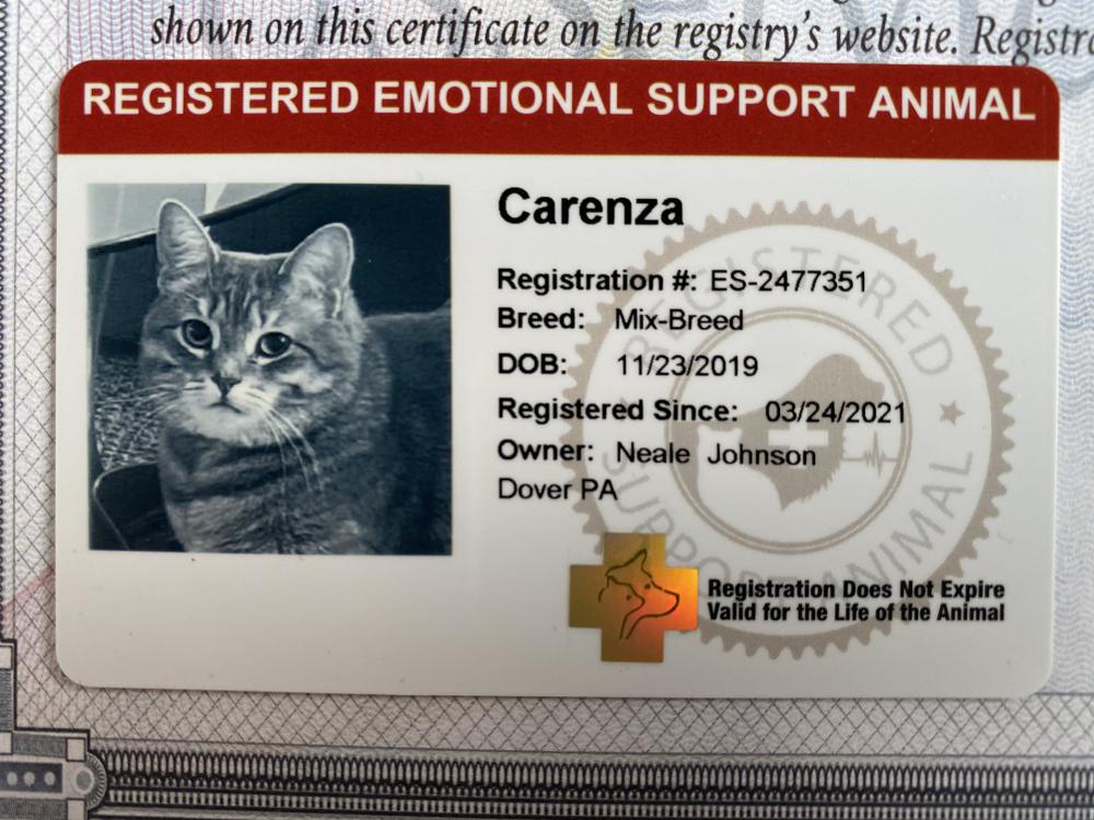 Image of Carenza or “sister”, Lost Cat