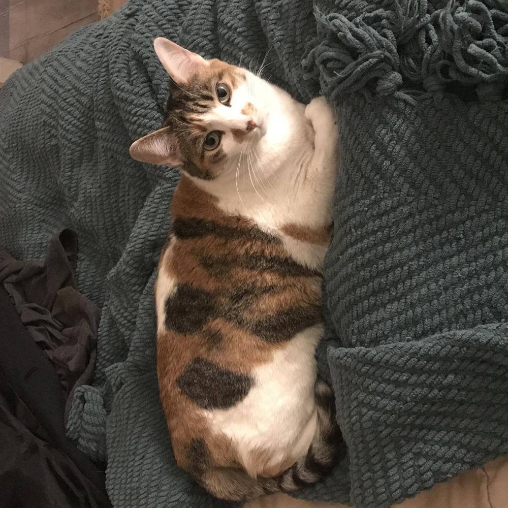 Image of Sylvie, Lost Cat