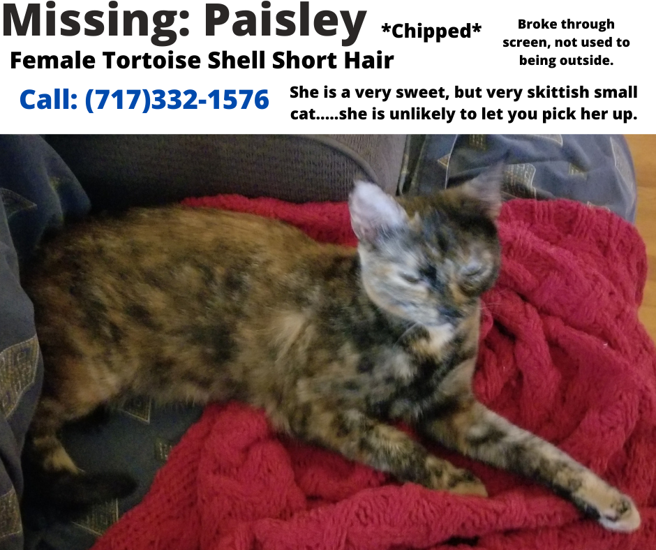 Image of Paisley, Lost Cat