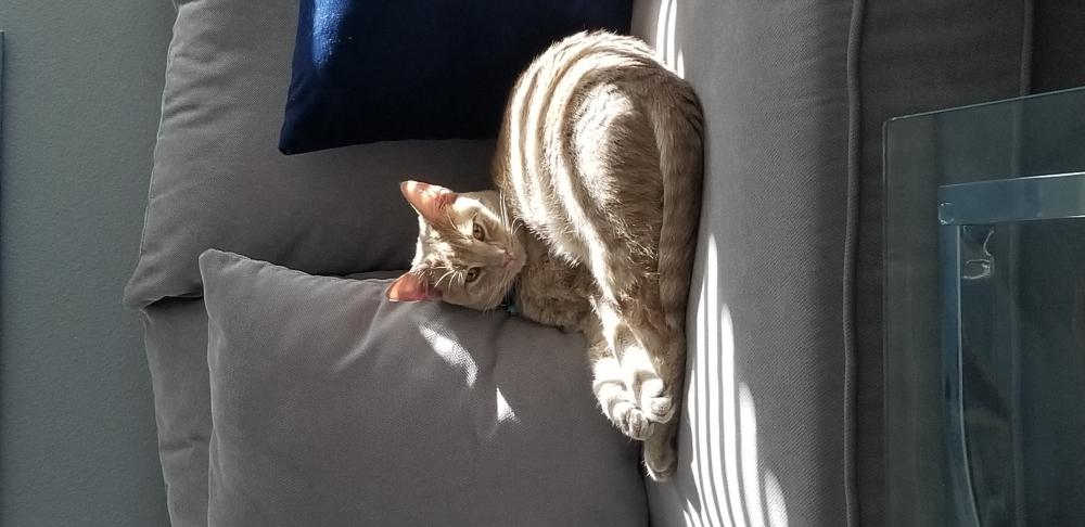 Image of Mish, Found Cat