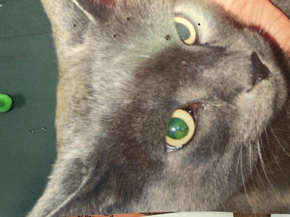 Image of Ollie McKean-gray, Lost Cat