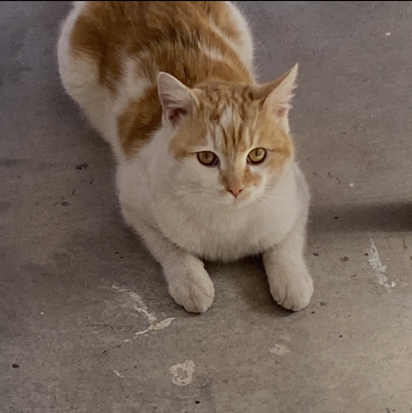 Image of Ginger/Kitty Kitty, Lost Cat