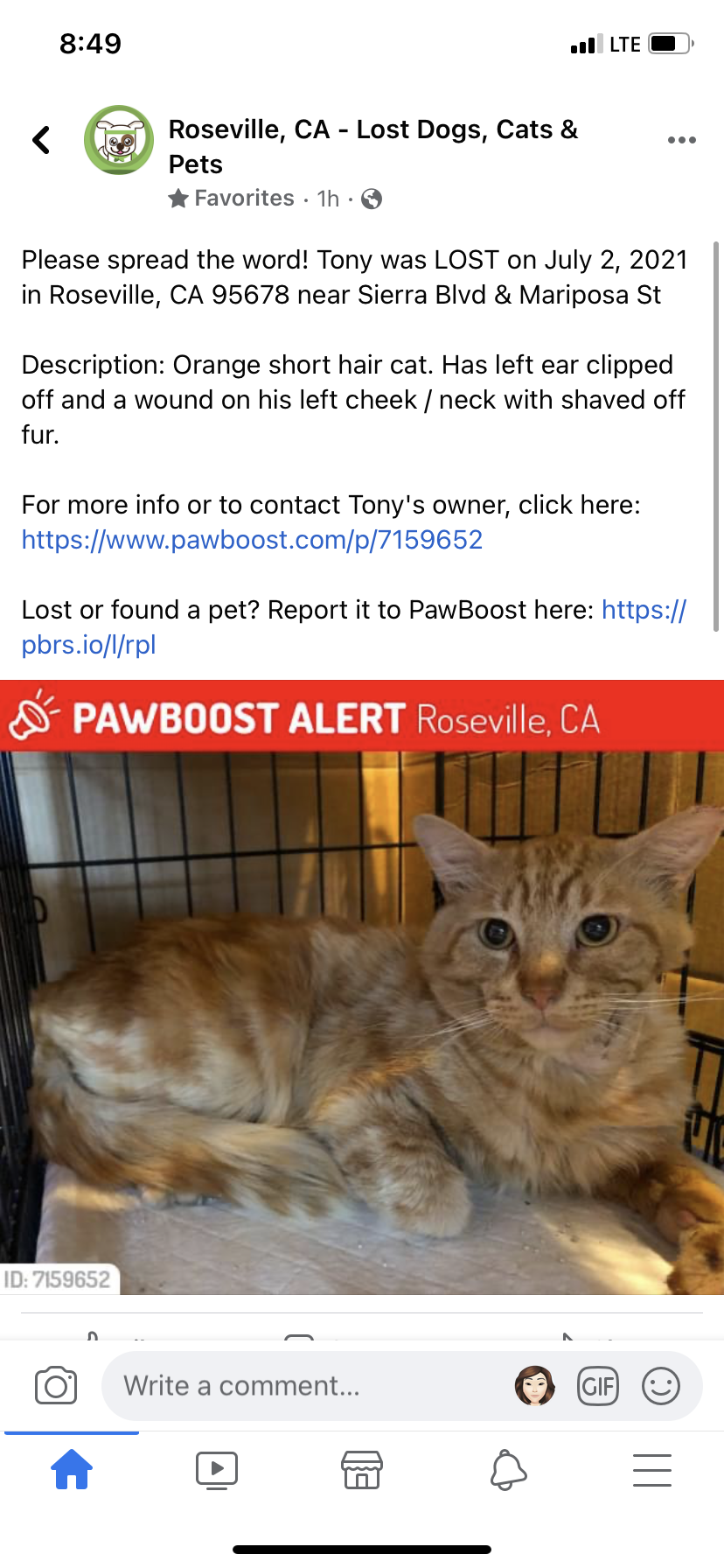Image of Tony, Lost Cat