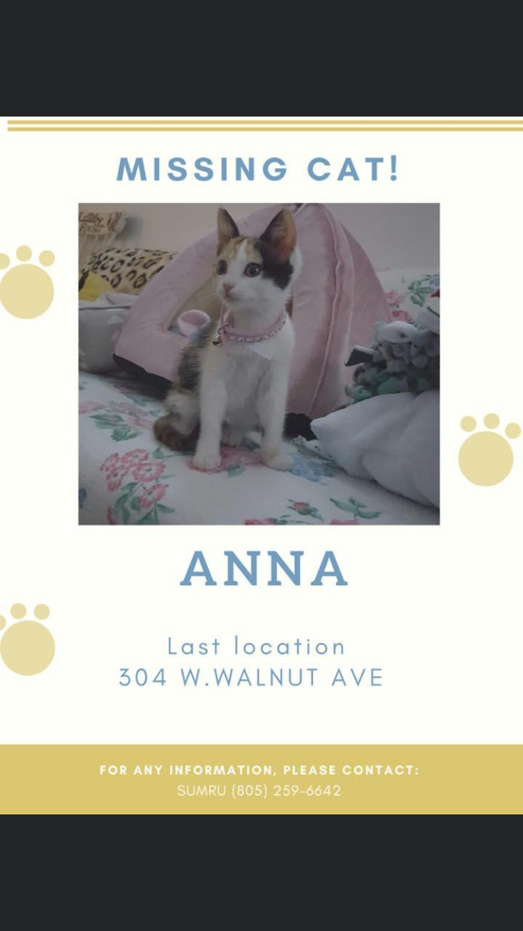 Image of Anna, Lost Cat