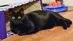 Image of Itty Bit Black, Lost Cat