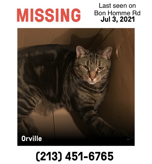 Image of Orville, Lost Cat