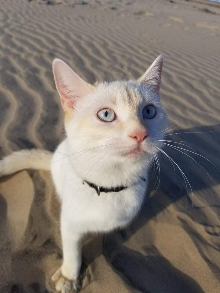 Image of Cersei, Lost Cat