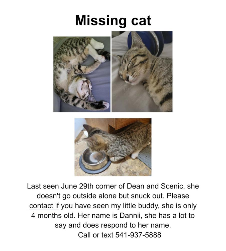 Image of Dannii, Lost Cat