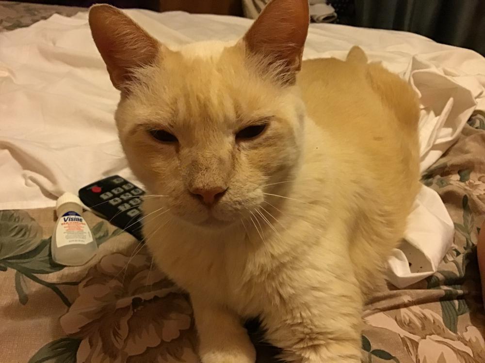Image of Odie, Lost Cat