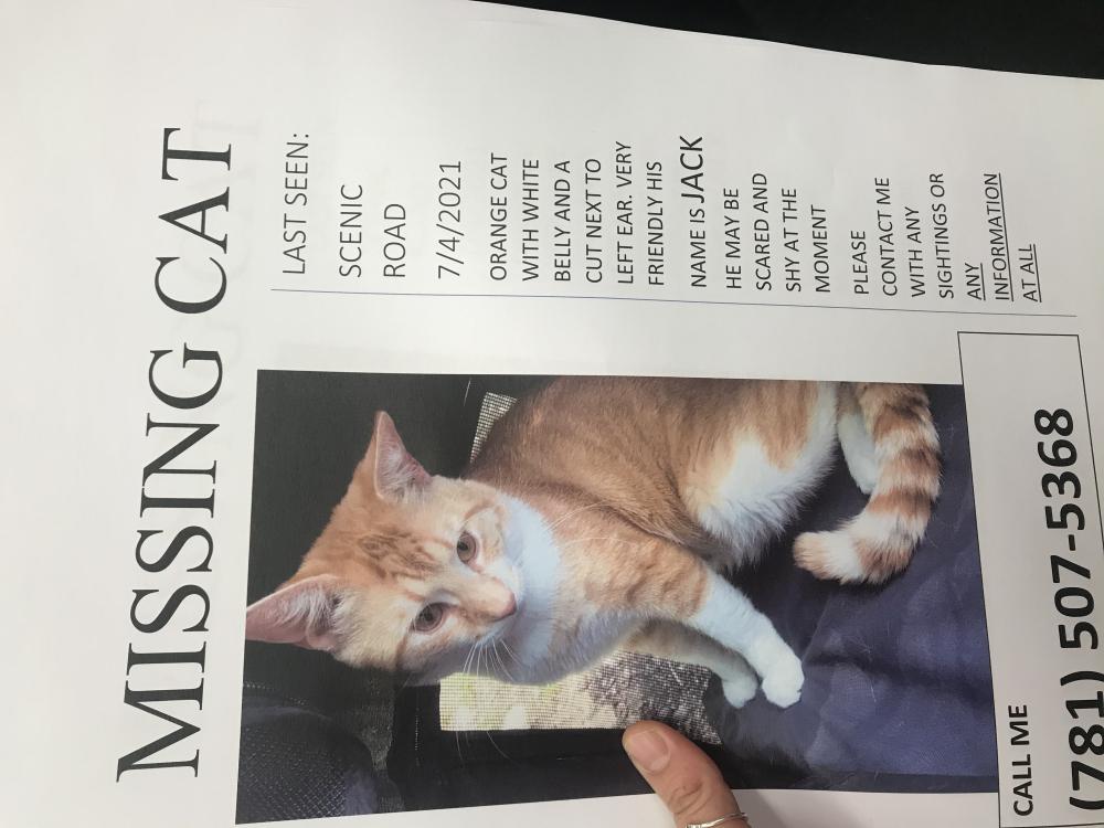 Image of Jack, Lost Cat