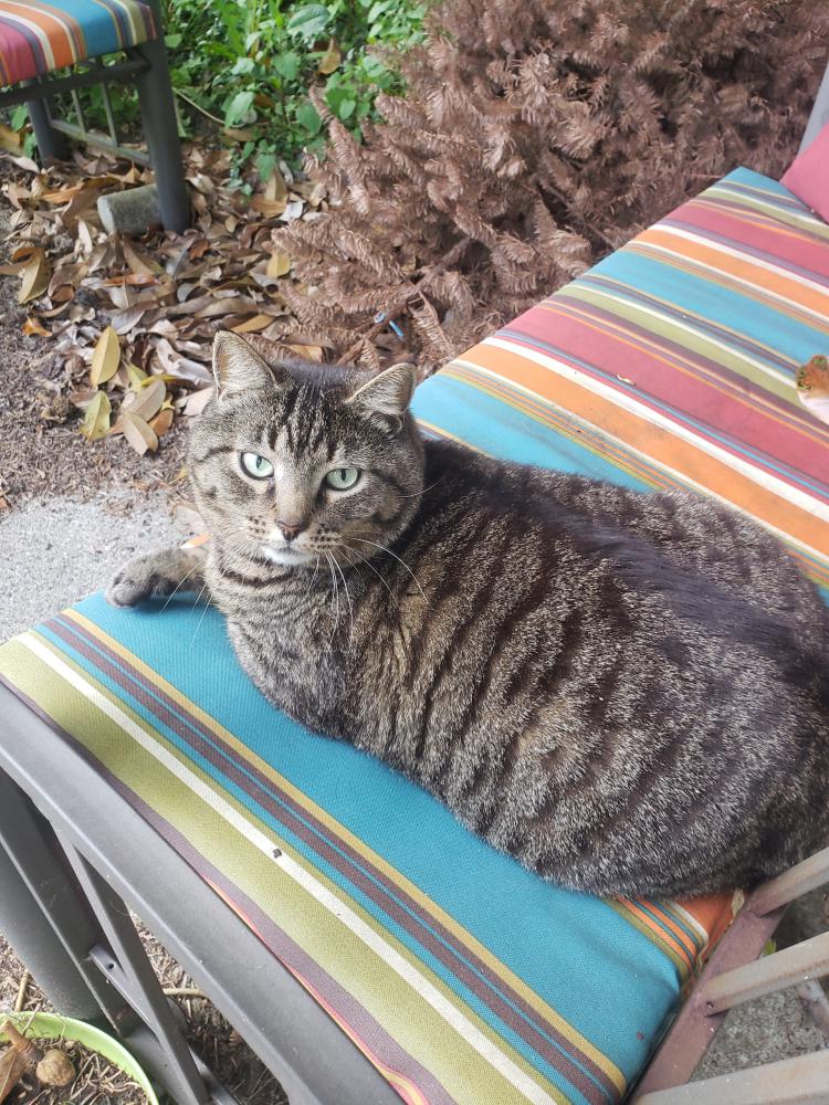 Image of Dudley, Lost Cat