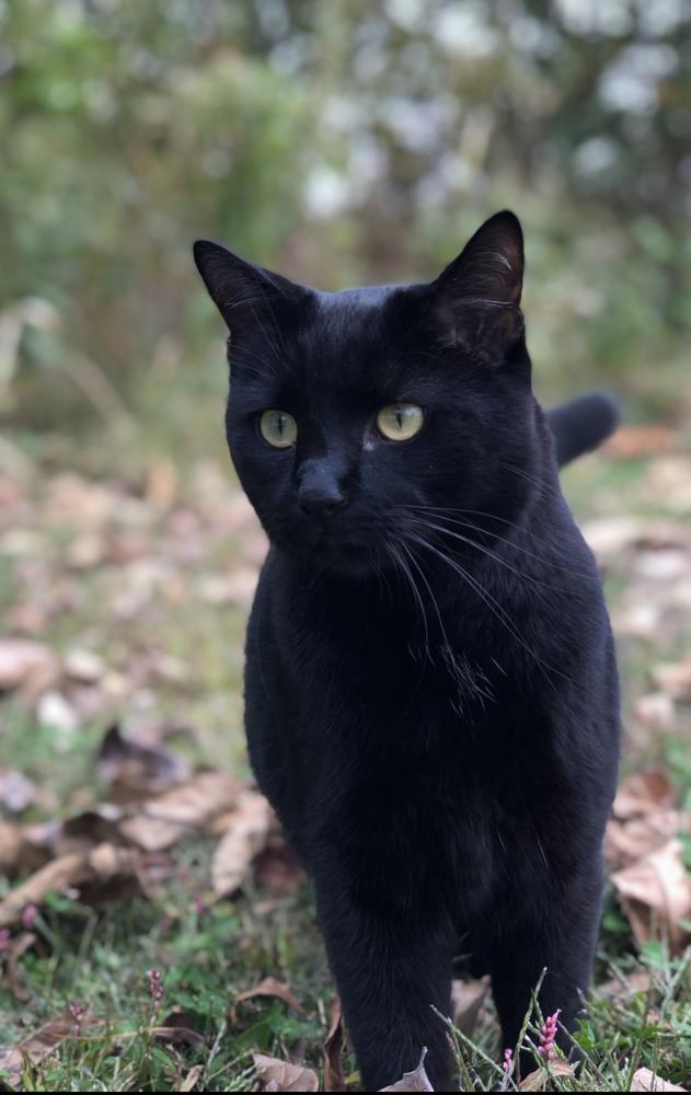 Image of Crowley, Lost Cat