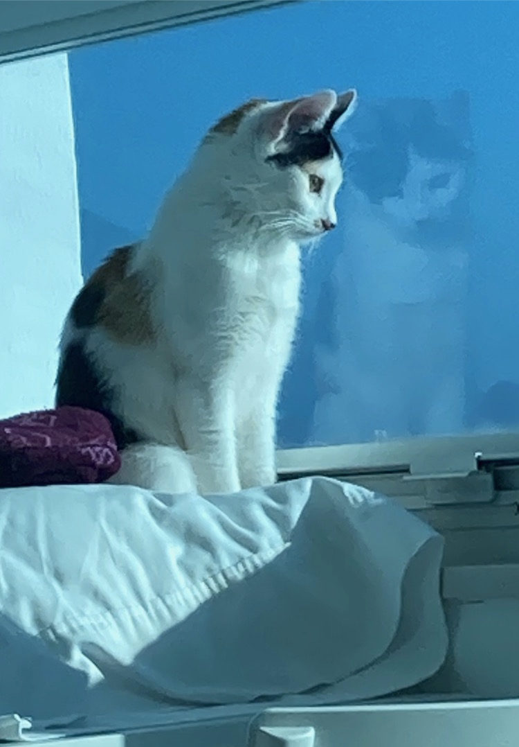 Image of Princess, Lost Cat