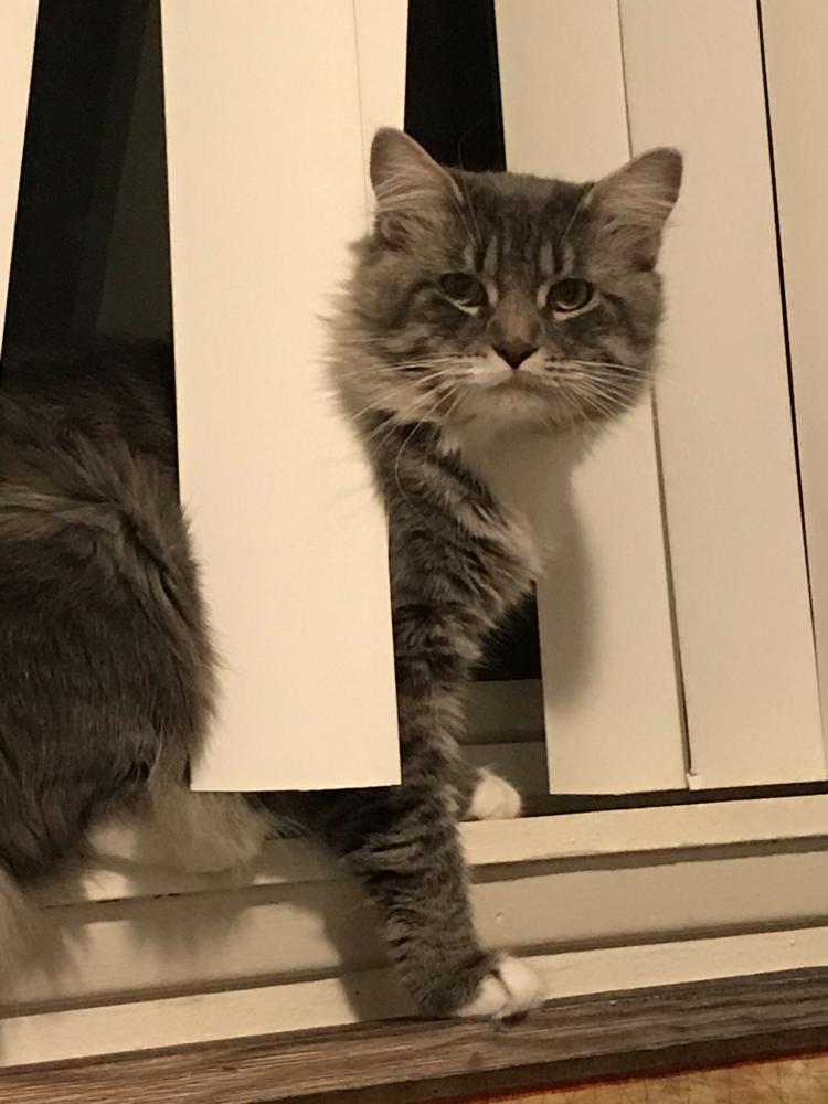 Image of Kit, Lost Cat