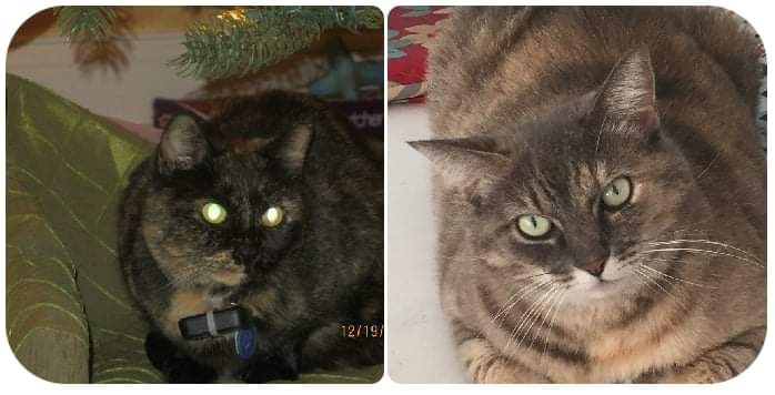 Image of Sadie and Tess, Lost Cat