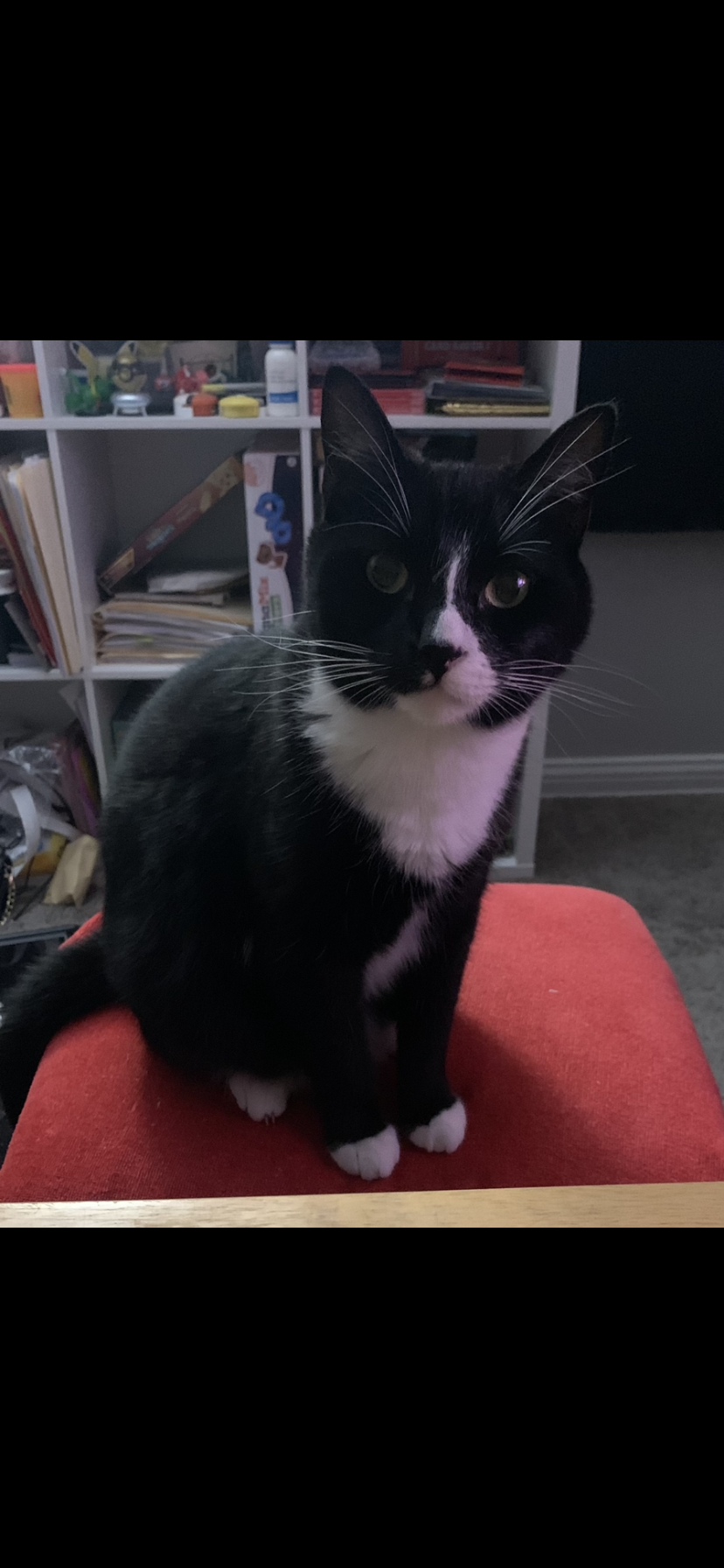 Image of Shelby, Lost Cat