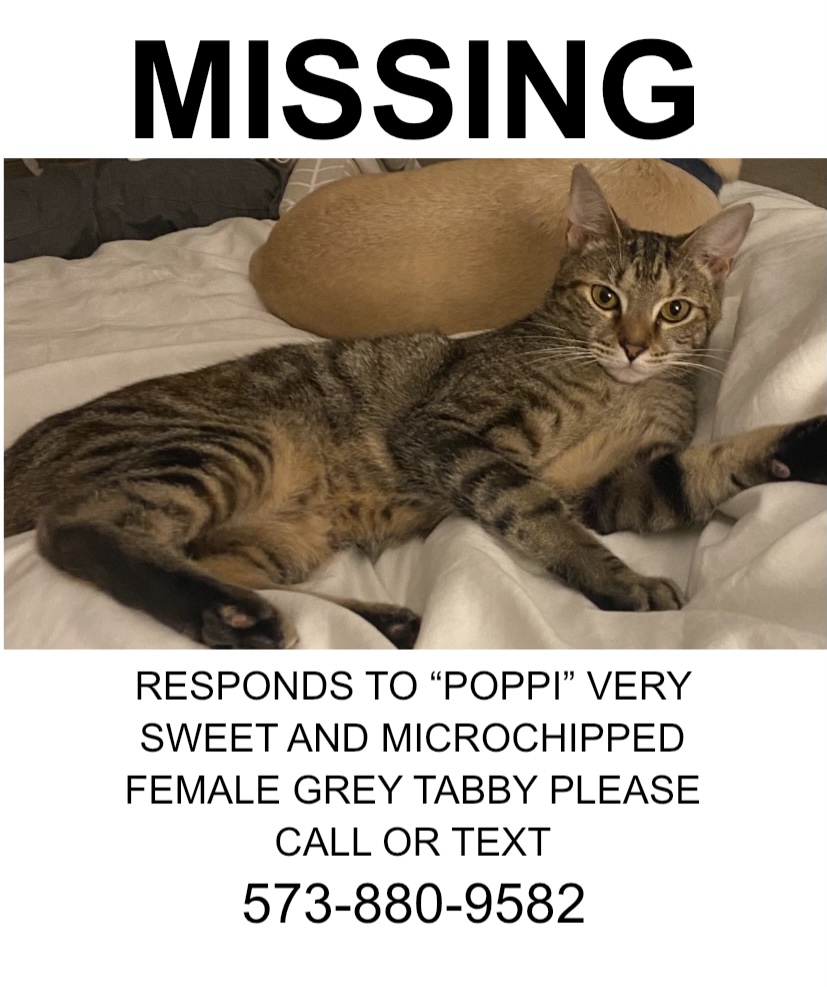 Image of Poppi, Lost Cat