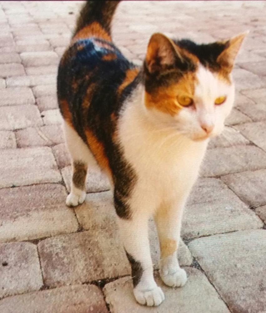 Image of Abby BrownWhite, Lost Cat