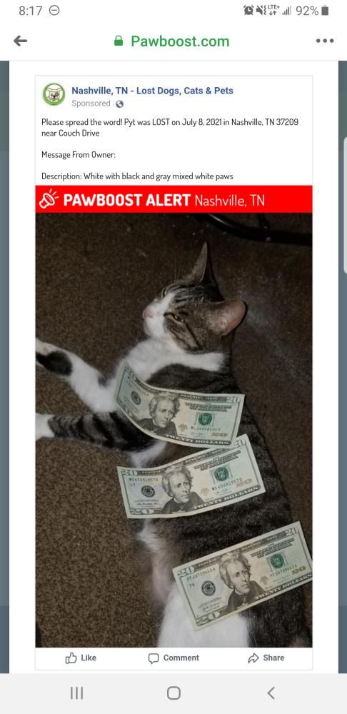 Image of Pyt, Lost Cat